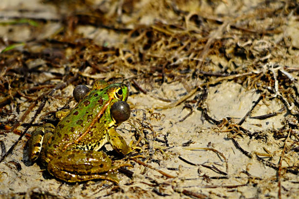 istock Pelophylax perezi 1325604464