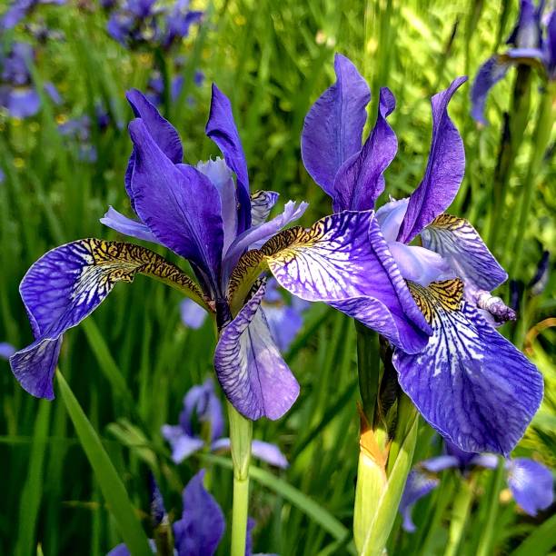 istock Close-up of multicolored flowering plant 1325604545