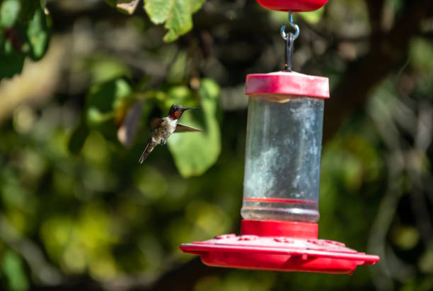 istock A hummingbird hovering near the nectar feeder 1325607085
