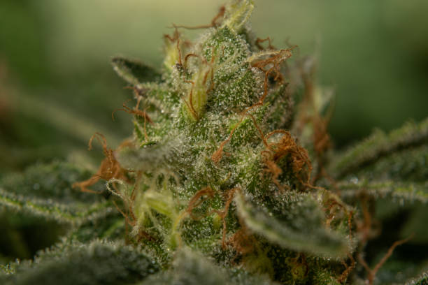 istock Macro view for S.A.G.E. variety of marijuana flower 1325608157