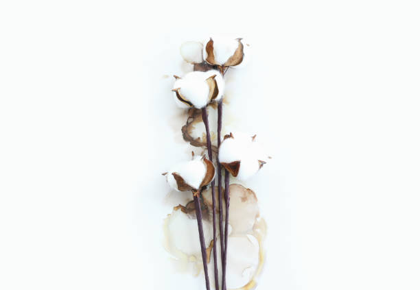 istock Creative image of beautiful cotton flowers on artistic ink background. 1325608224