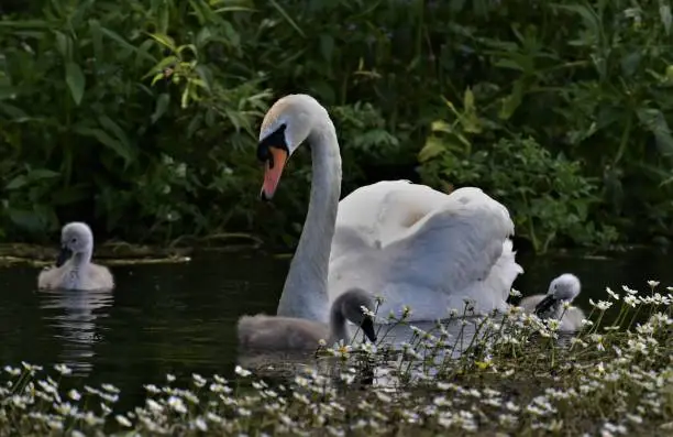 Swan family with cygnets munching on daisies.