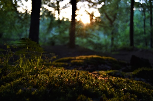 Forest Floor at Sunset