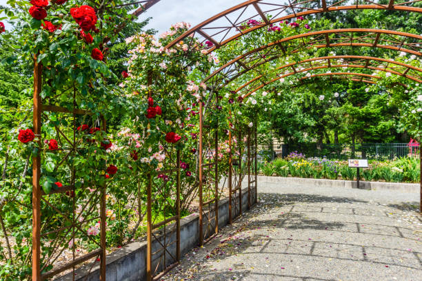 istock Rose Garden Arbors 3 1325610490