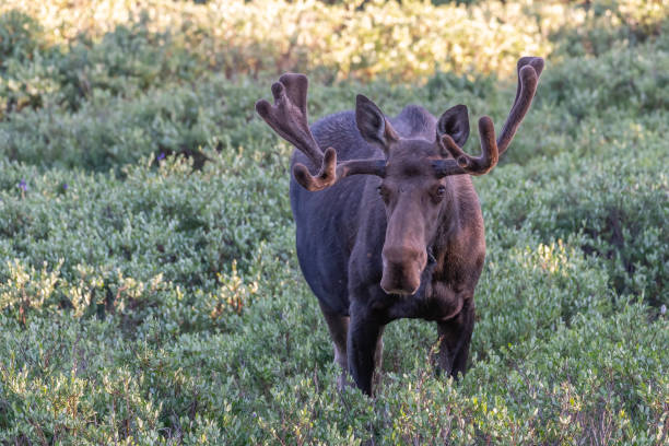 Bull moose grazing in favorite bushes looking up at camera Bull moose with velvet antlers grazing in favorite bushes looking at camera in northern Colorado near the Rocky Mountain National Park. Nearby towns are Walden, Grand Lakes, Estes Park and Fort Collins in western USA. John Morrison - Photographer bull moose stock pictures, royalty-free photos & images