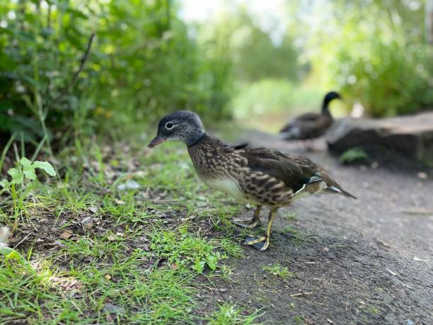 istock Mandarin Duck & Duckling next to water edge pond 1325612393