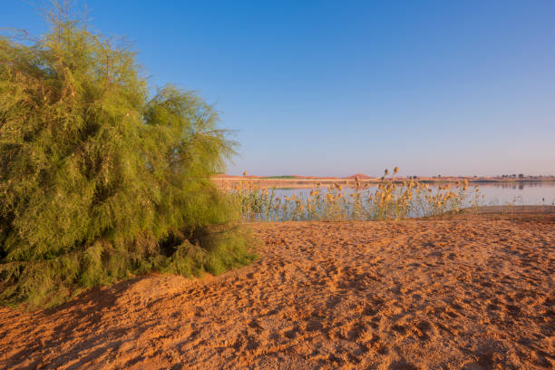 istock Desert camping site with wild plants and water lakes around it. 1325612498