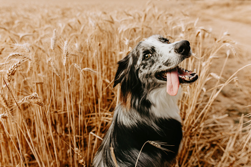 Border collie dog on summer season inside of a wheat field. spike or grass seeds season concept