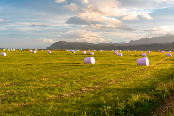Dry hay bale in pink plastic film to stock for winter season with colorful mountains as a background.