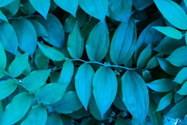istock the blue-green leaves are round in shape. Top view. Background, texture 1325612616