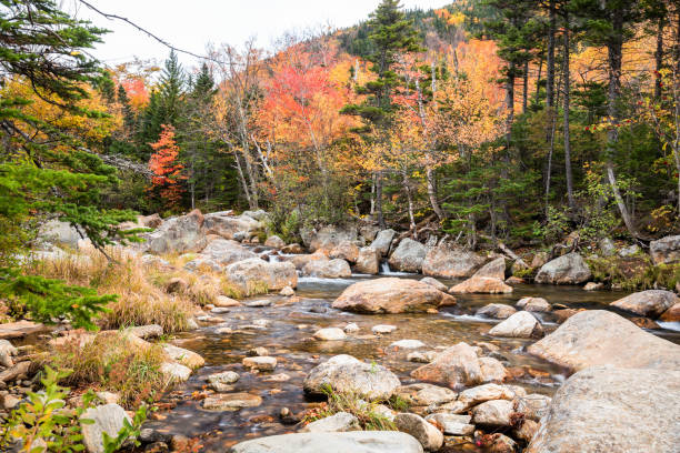 istock Small mountain river though a colourful forest in autumn 1325612647