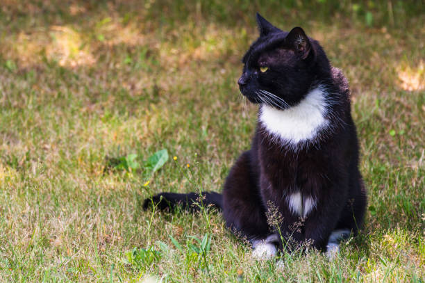 istock A black and white tomcat enjoying the sunshine. 1325613609