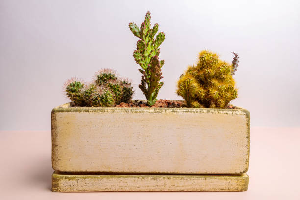 istock A set of cactus flowers in one pot. Composition from cacti. 1325614108
