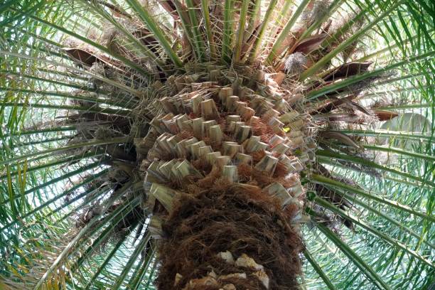 istock Close up top of palm tree. Botany garden 1325614746