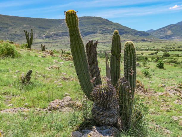 istock The Valley of the Cacti 1325616514