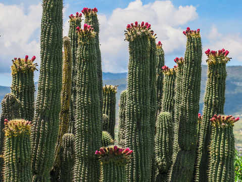 This is a photograph of a blooming cactus in Organ Pipe Cactus National Monument in Arizona, USA on a spring day.