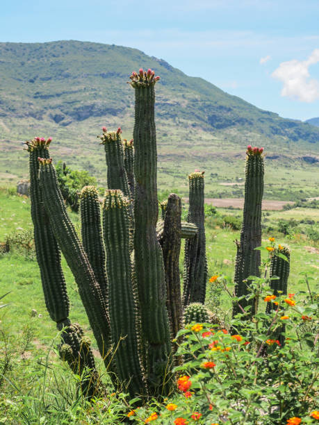 istock The Valley of the Cacti 1325616630