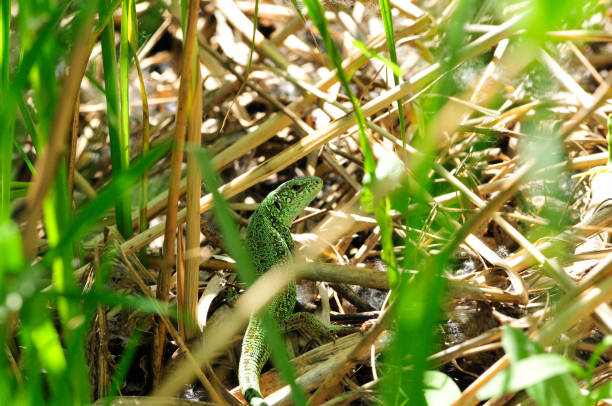 istock A quick lizard, or a nimble lizard, or an ordinary lizard (lat. Lacerta agilis) is a species of lizards from the family of real lizards. Lizard in the natural habitat during the mating season. 1325620855