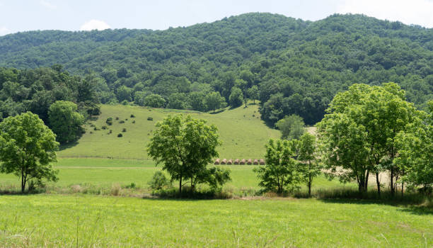 istock Hilly agriculture field with hay stacks 1325621258