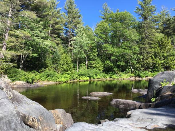 istock A sunny day by the river in the forest 1325623145
