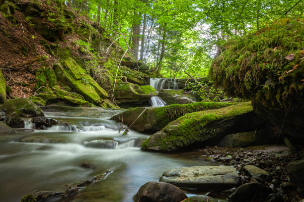 istock Wild creek flowing through the forest 1325623251