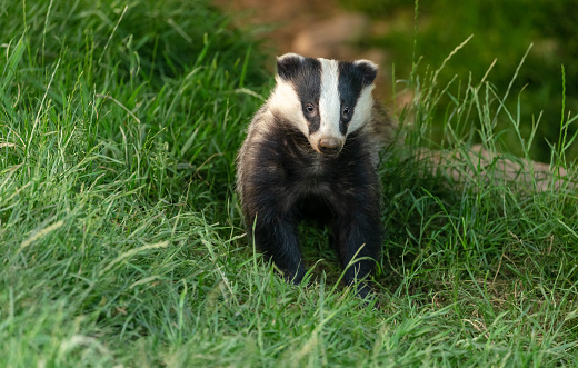Badger, Scientific name: Meles Meles.  Young, wild, native  badger facing forward in green grass meadow.  Close up.  Horizontal.  Space for copy.