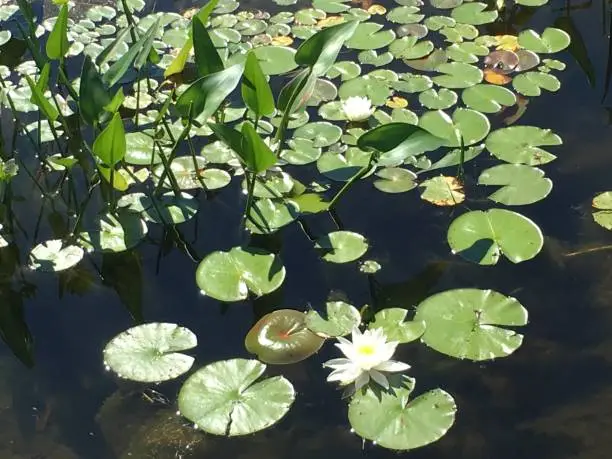 Lilypads in the lake in Maine