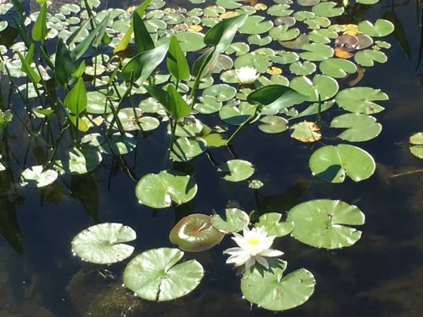 lilypads no lago no maine - lotus reflection flower single flower - fotografias e filmes do acervo