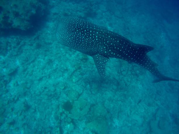 istock Whale shark in deep blue water maldives 1325625283