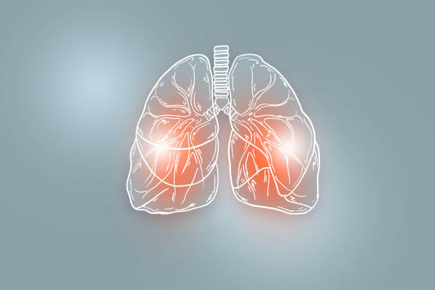 薄い灰色の背景に人間の肺のハンドローイラスト。 - human lung tuberculosis bacterium emphysema human trachea ストックフォトと画像