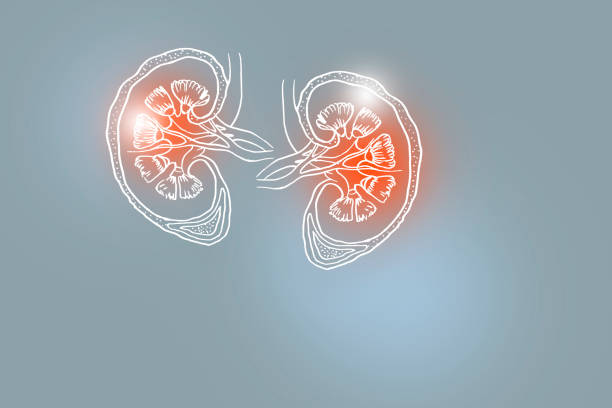 handrawn illustration of human kidneys on light grey background. - suprarenal gland imagens e fotografias de stock