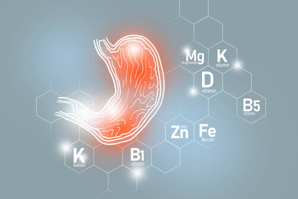 아연, 칼륨, 비타민 b5, 페르룸 을 포함한 위장 건강을 위한 필수 영양소. - vitamin d vitamin b1 vitamin pill nutritional supplement 뉴스 사진 이미지