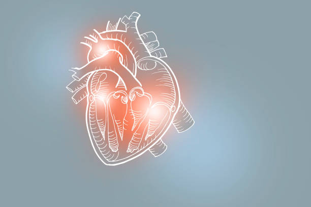 Handrawn illustration of human heart on light gray background. Medical, science set with main human organs with empty copy space for text or infographic. heart internal organ photos stock pictures, royalty-free photos & images