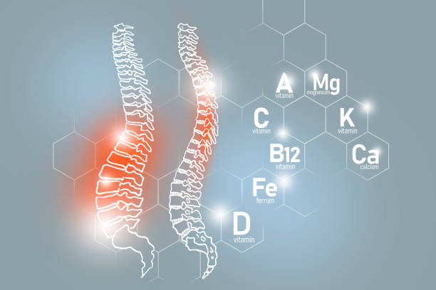 Essential nutrients for Spine health including Magnesium, Vitamin B12, Calcium, Ferrum. Design set of main human organs with molecular grid, micronutrients and vitamins on light gray background. cerebrospinal fluid photos stock pictures, royalty-free photos & images