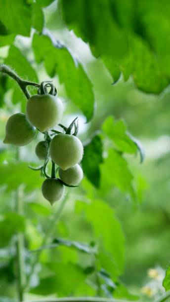 istock Young fresh green tomatoes on a plant 1325625996