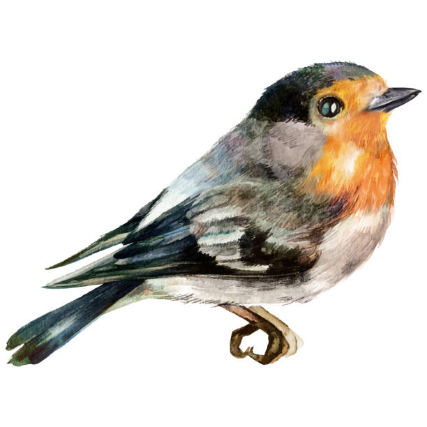 aquarell robin vogel illustration isoliert auf weißem hintergrund - rotkehlchen stock-grafiken, -clipart, -cartoons und -symbole