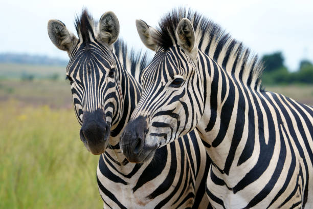 istock 2 Zebra Standing Together very conscious of each other 1325627292