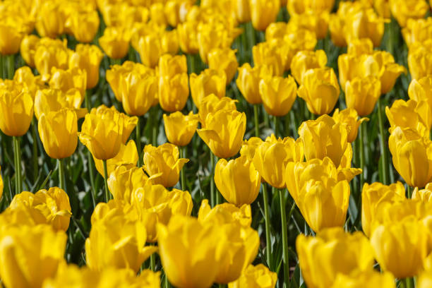 istock flaccid yellow tulips in the field - close-up full frame background with selective focus 1325628162