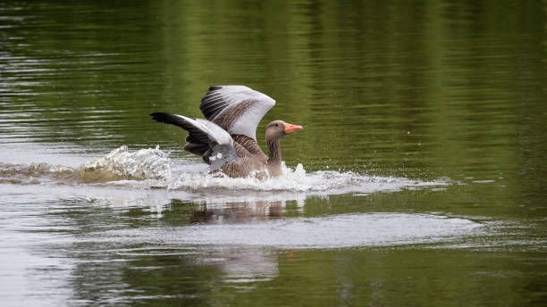 istock Close-up of a landing Greylag goose 1325629448
