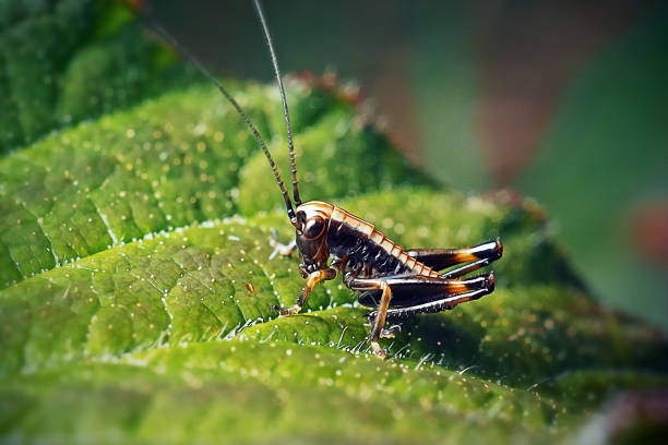 istock Pholidoptera griseoaptera Dark Bush-Cricket Nymph Insect 1325629451