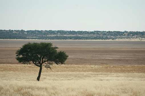 An acacia tree on a savannah of Botswana.