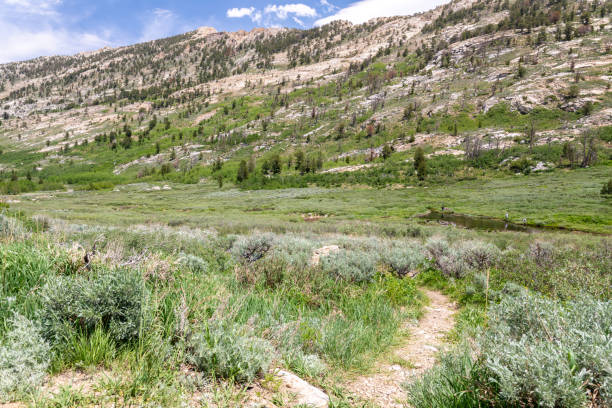 istock Trail through Meadow in Nevada Mountains 1325629628