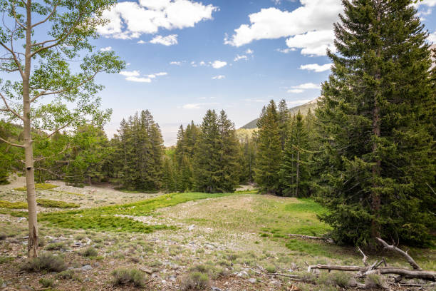 istock Grassy Meadow in Great Basin National Park 1325630366