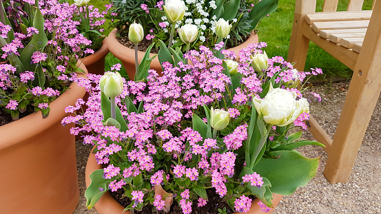 Beautiful fragile delicate unusual pink forget me not flowers in planter with cream tulips on a spring day.