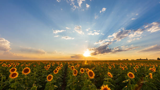 Sunset Sunflowers stock photo