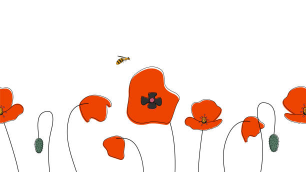 ilustraciones, imágenes clip art, dibujos animados e iconos de stock de borde sin costuras de amapolas dibujadas a mano - poppy flower field red
