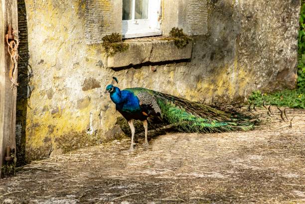 istock Male Peacock Walking Alongside Cottage. 1325634965