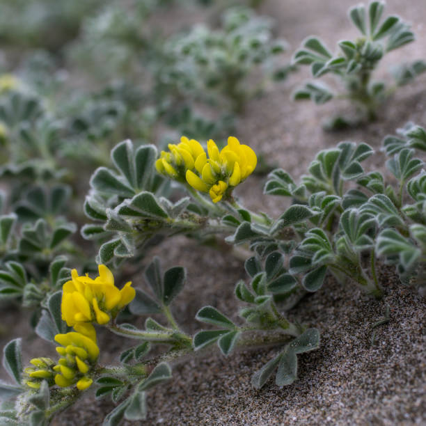 istock A plant with yellow flowers 1325637360