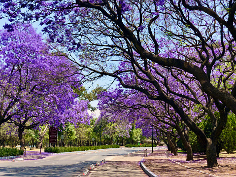 Treelined street with Jacaranda Trees in the suburb of Berario, Johannesburg