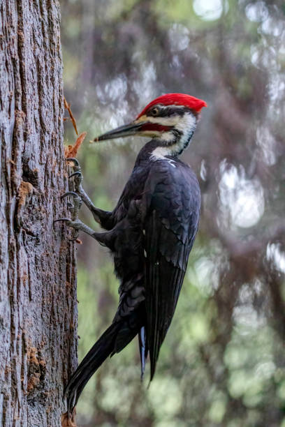 Pileated Woodpecker, Burnaby Lake Park, Burnaby, BC Pileated Woodpecker, Burnaby Lake Park, Burnaby, BC woodpecker stock pictures, royalty-free photos & images